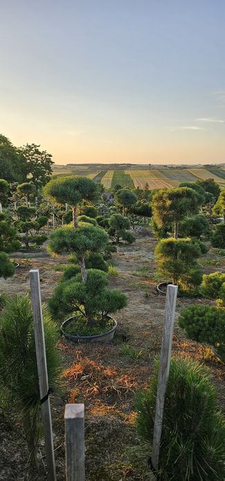 Bonsai rośliny formowane