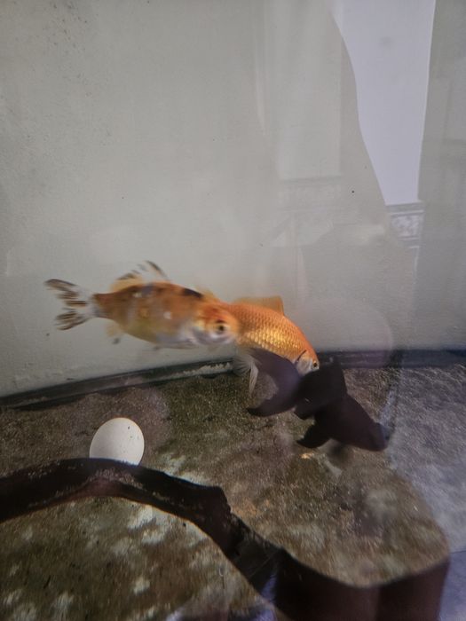 Peixe aquário grande
