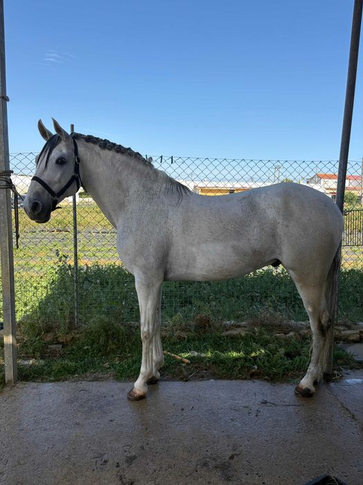 Cavalo Puro Lusitano