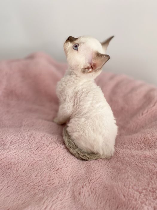 Noa Calvados*PL przekochany chłopczyk Devon Rex błękitne  oczy, filmiki