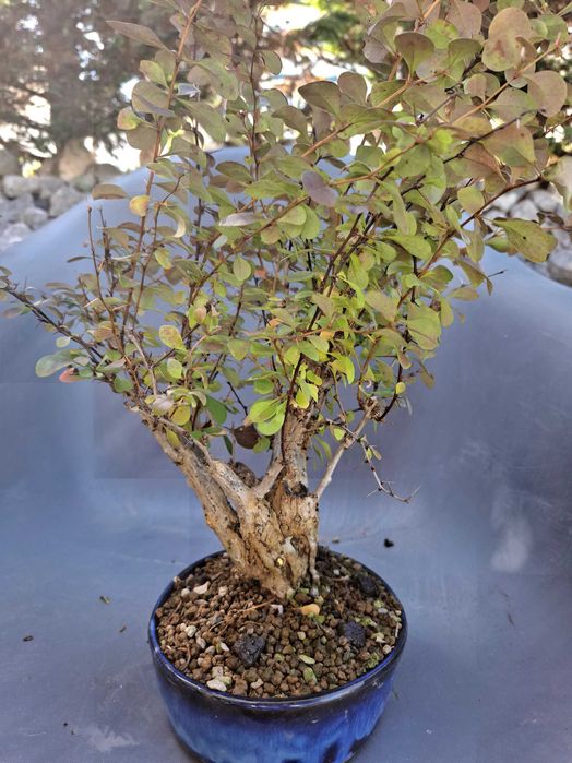 Bonsai Berberis Thunbergii