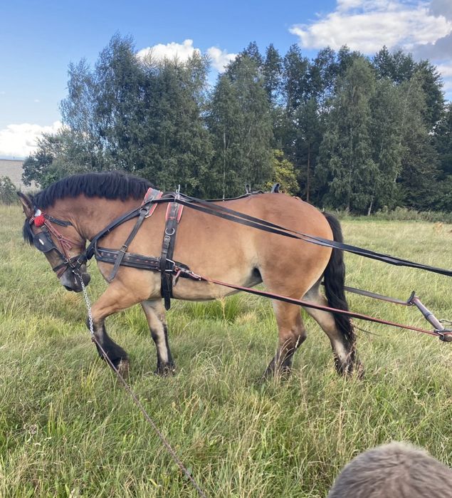 Konie zimnokrwiste , likwidacja stada