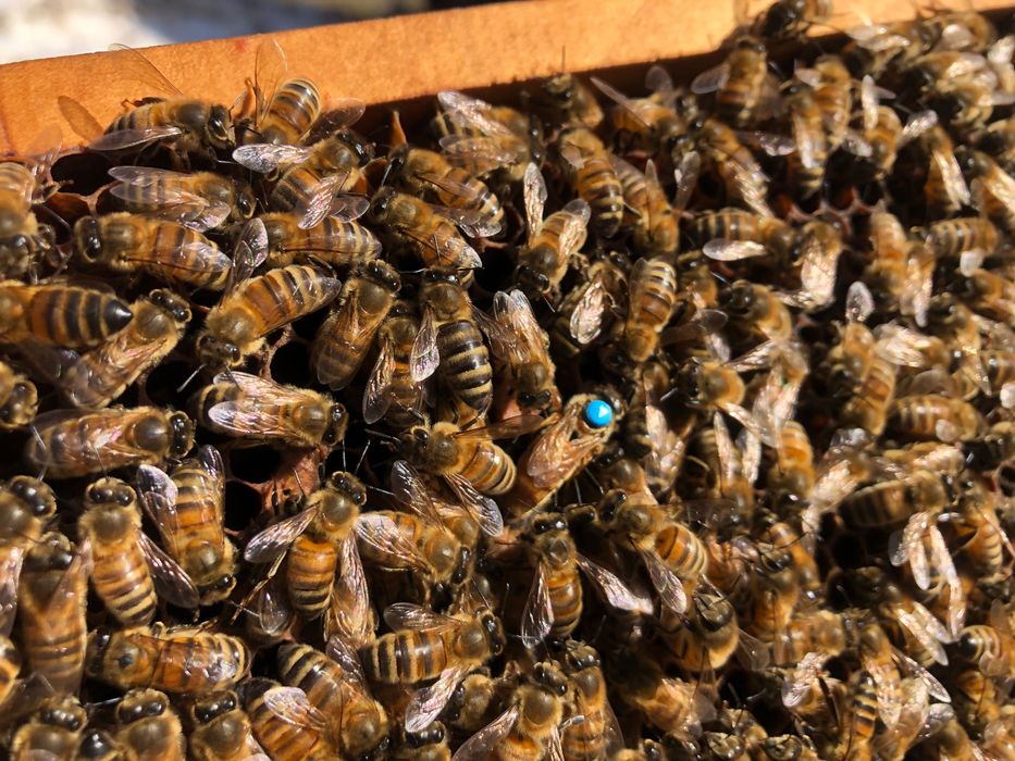 Sprzedam matki pszczele