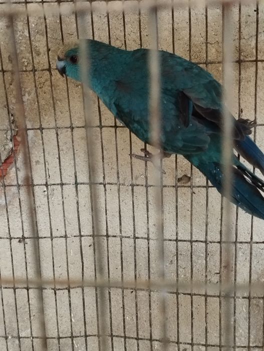 Ring nek e cabeça de ameixa,karakeki