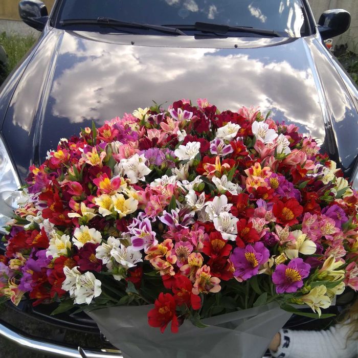 Коріння альстромерії