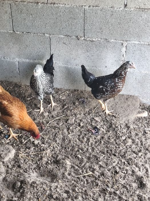 Ovos de galinhas