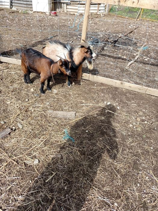Vendo casal de cabras