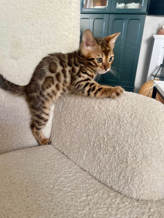 EmeraldHeart Kocurek Bengalski  Poznań