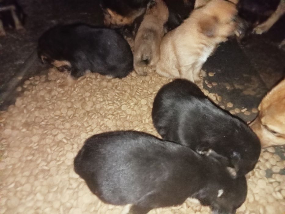 Cães bebés  para dar