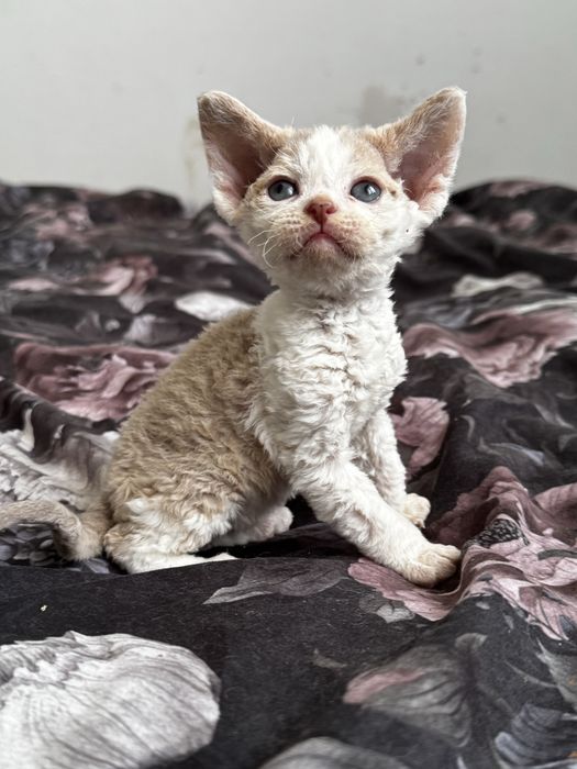 I’m Cute N Cool - uroczy kocurek  Devon Rex WCF