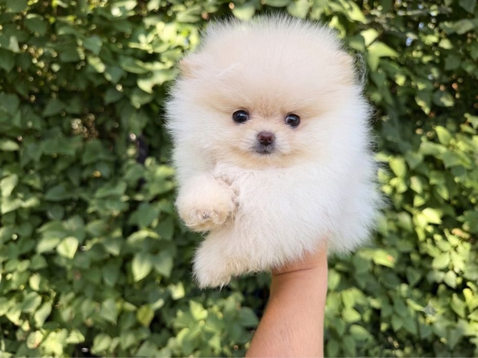 Pomeranian Szpic Miniaturowy chlopiec w typie misia