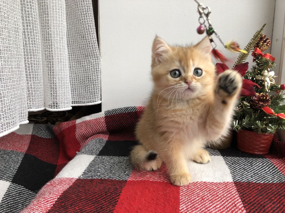 Прямовушик шотландський  золотий