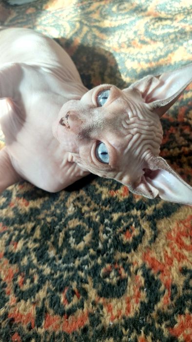 Продам котинята сфінкс