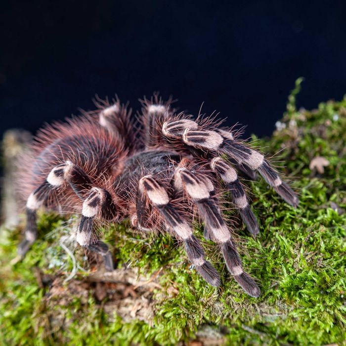 Ptasznik Acanthoscurria geniculata / Ptasznik białokolanowy