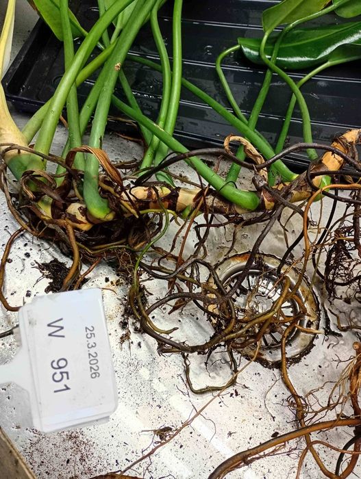 Philodendron martianum W951