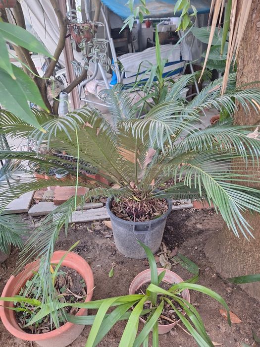 Cycas para jardins