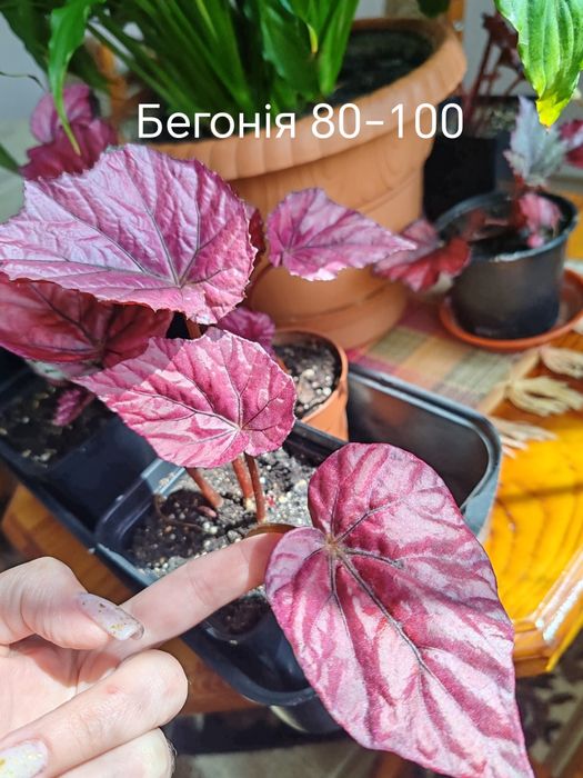 Бегонія.         .
