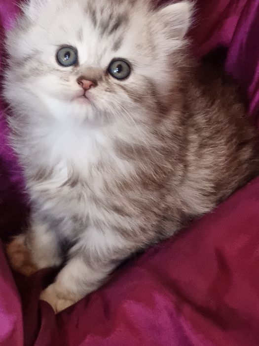 Шотландская Хайленд страйт.