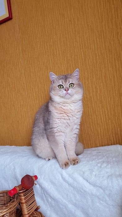 Ласковые и ручные котики. Золотая шиншилла.