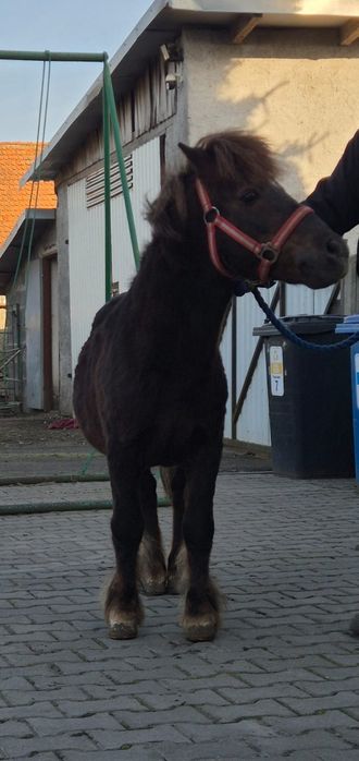 Sprzedam kuca szetlanda ogierek