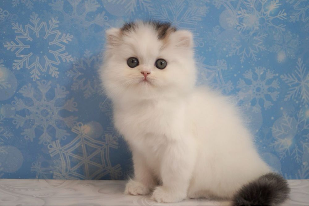 Два шотландських котика