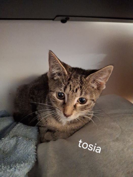 Kotka do adopcji