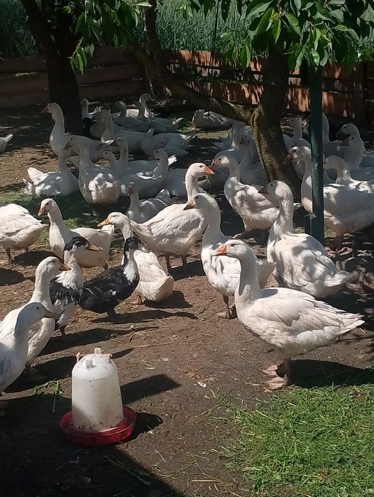 kaczki dworki pekin i gęsi