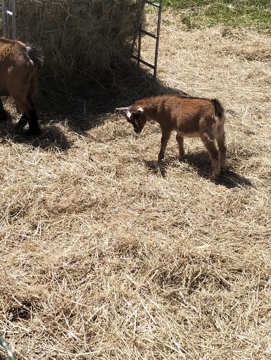 Vendo cabrito anão puro nascido dia15/02/2026