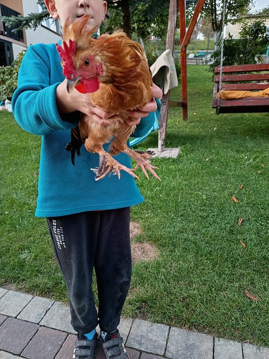Kuraki  liliputki, pięciomiesięczne