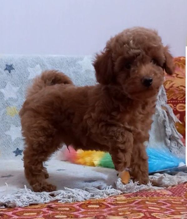 АКЦИЯ!!! Кудрявый мальчик,той пудель, милый красавчик.