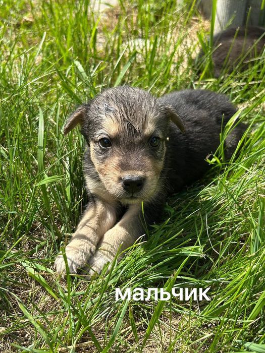 Цуценята безкоштовно  в добрі руки