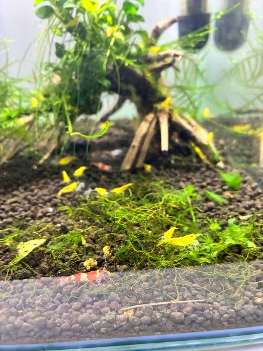 Camarôes Neocaridina Yellow Golden Back