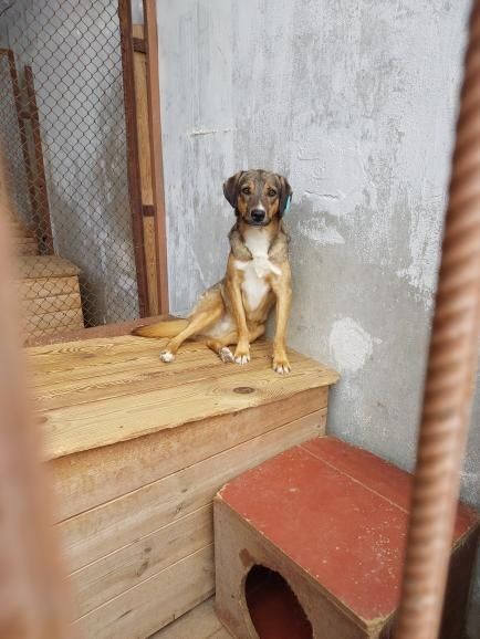 Собачки в хороші сім'ї