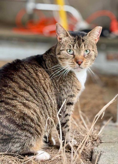 Śliczna kotka do adopcji