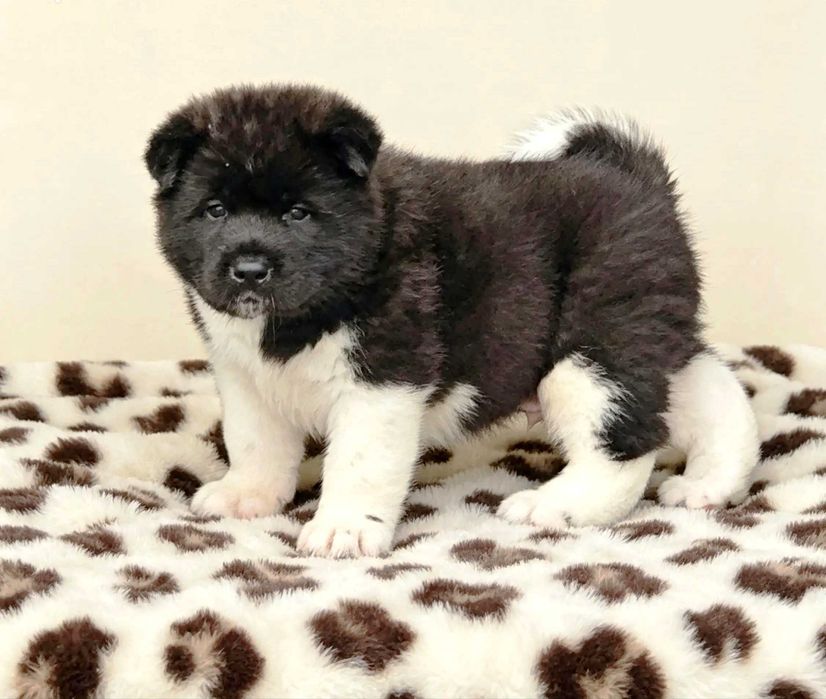 Piesek Akita Amerykańska