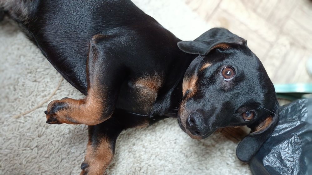 Красивый мальчик ищет девочку на вязку