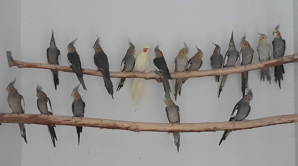 Caturras disponíveis