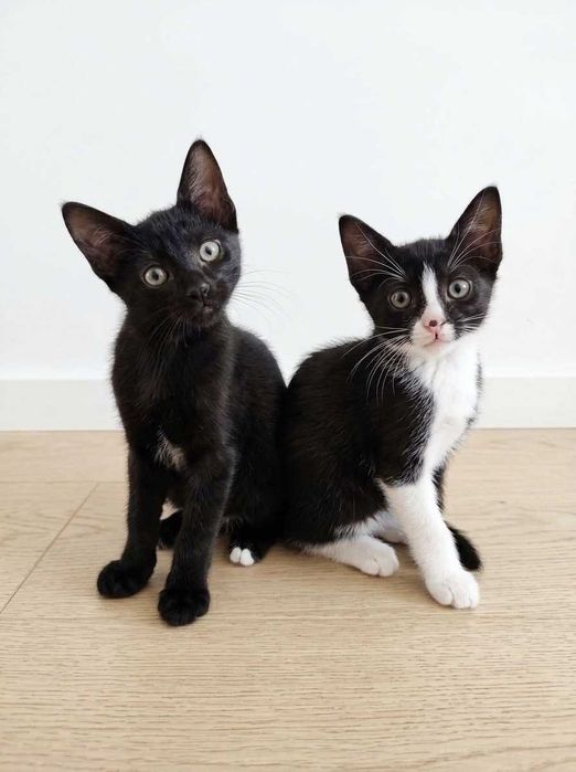 Setúbal / Margem Sul / Lisboa — DOC + BASHFUL, gatinhos para adoção conjunta
