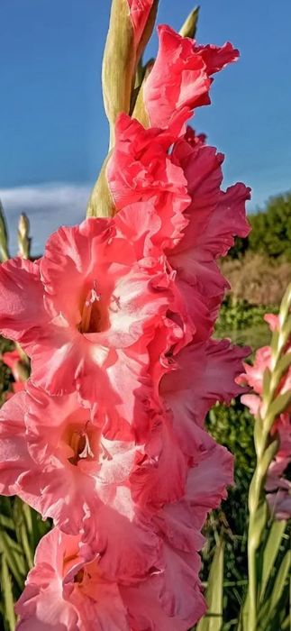 Гладіолуси великоквіткові