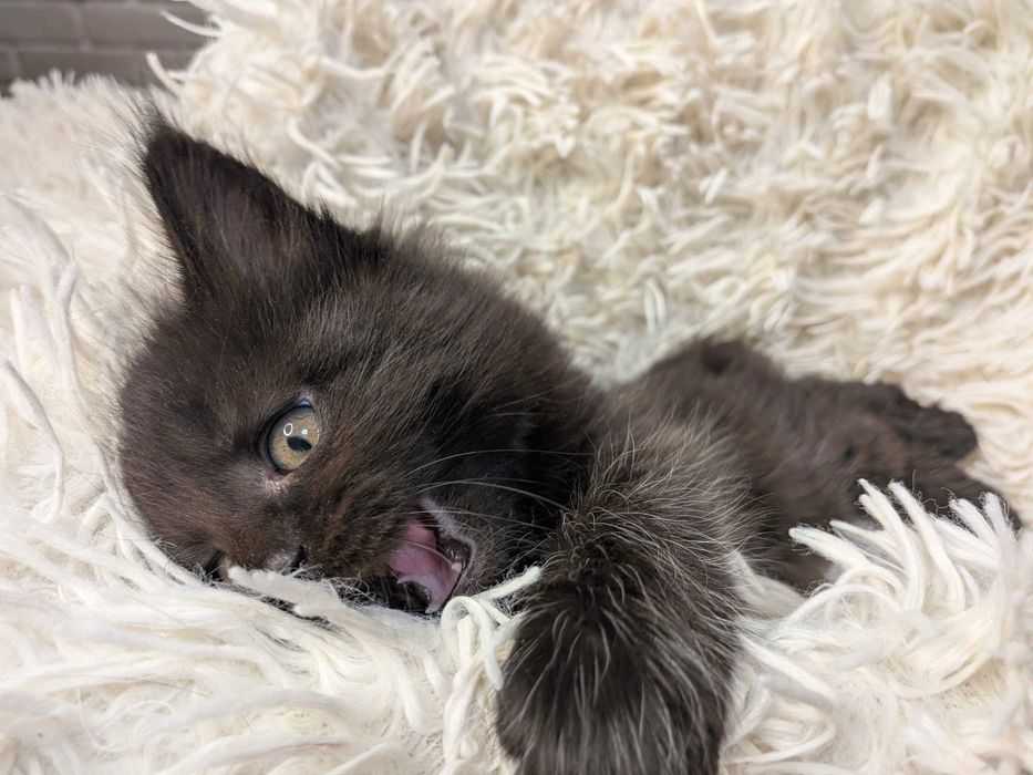 Gracja z de Sueno*PL kotka Czarna dymna Maine Coon FPL