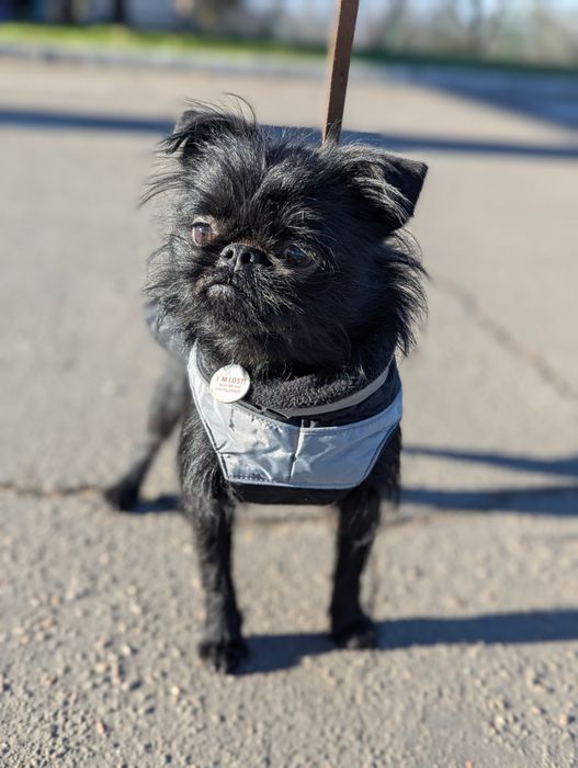 Мальчик Брюссельский гриффон бельгийский гриффон