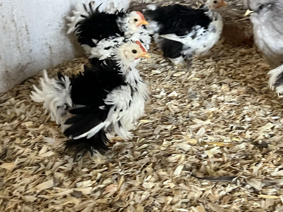 Pekin black mottled Pintos