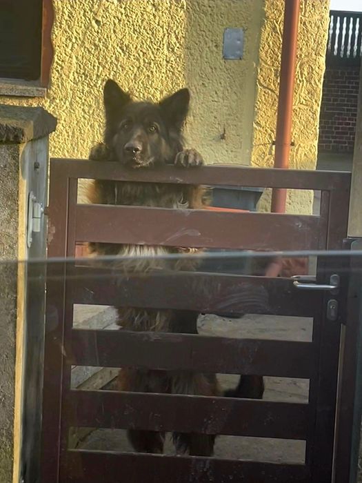 Oddam owczarka niemieckiego