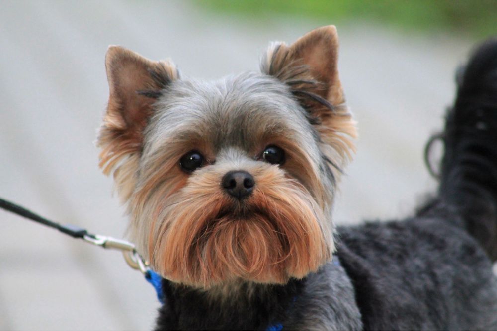 Вʼязка йорк, йоркширський тер'єр