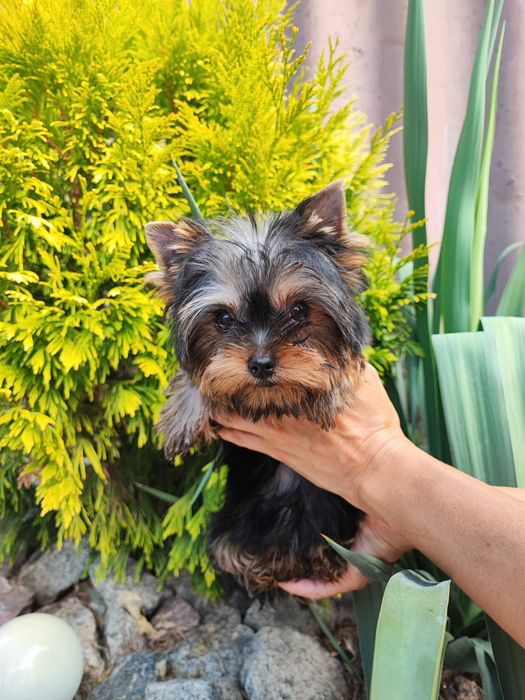 Кокольная леди !