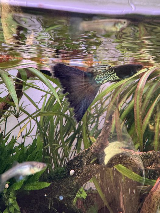 Guppy Blue Metal Snakeskin ( casal )