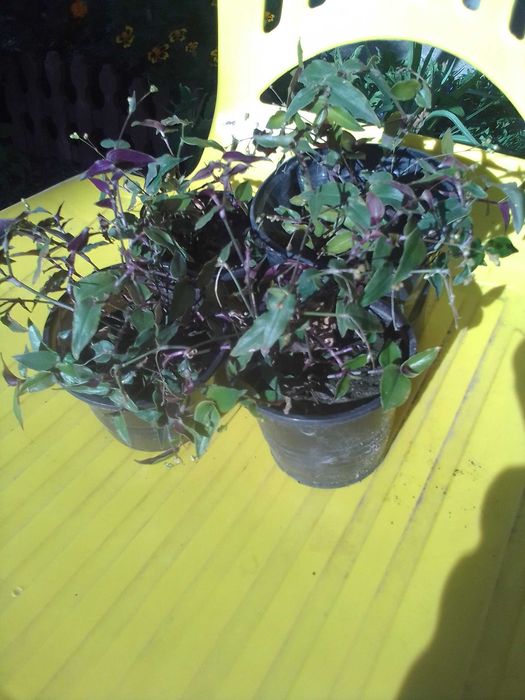 Традесканция ампельная в горшках рассада