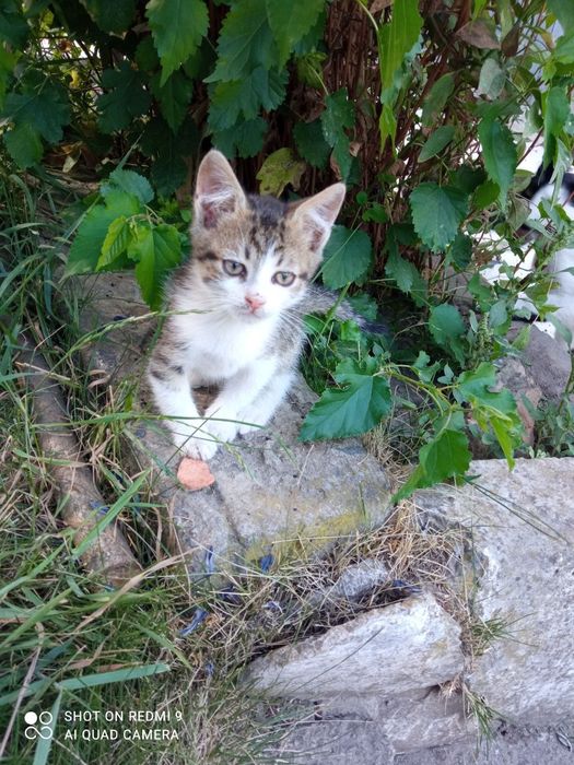 Кошенята в добрі руки