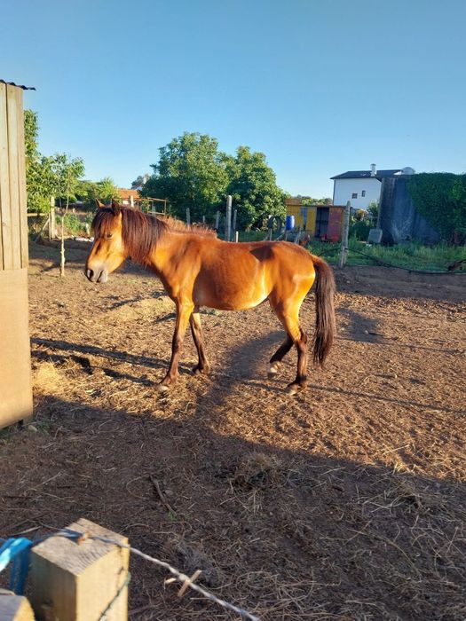 Ponei femea 127cm / pai garrano 3 anos, livro verde