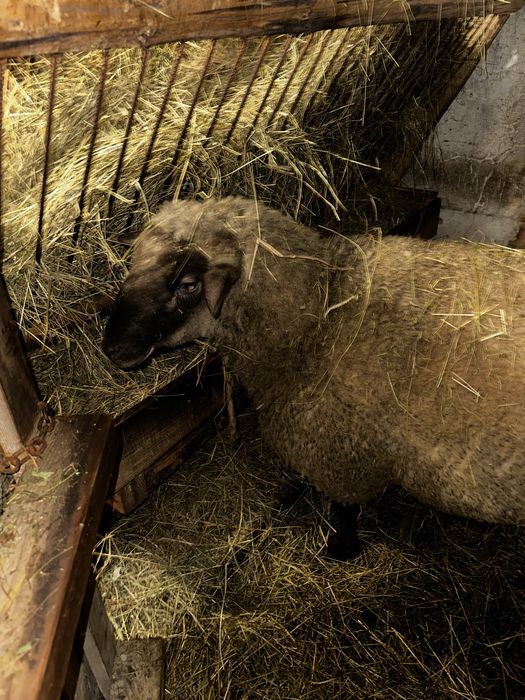 Sprzedam barana czarnoglowke miesny